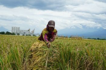 Realisasi serapan gabah Bulog Jatim capai 787.800 ton