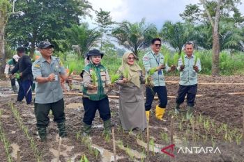 Pemkot Jambi targetkan luas tambah tanam padi 538 hektare di 2026