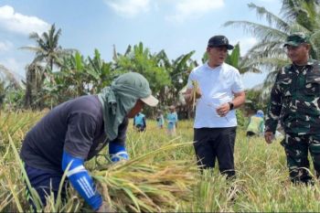 Bulog Sumut serap 14.992 ton beras dari petani hingga 3 Juni 2026