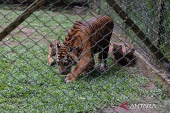 Taman Safari Indonesia welcomes four rare Sumatran tiger cubs