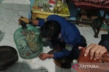 Damkar evakuasi kukang jawa dari permukiman warga di Kuningan