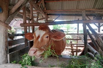 Indonesia mendukung kerjasama ekonomi lebih erat antara ASEAN-Uni Eropa