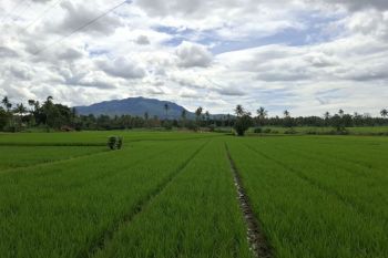 Dinas KPTPH Lampung sebut bantuan benih wajib sertakan poligon lahan