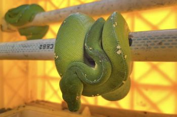 Indonesia expands probe into international wildlife smuggling