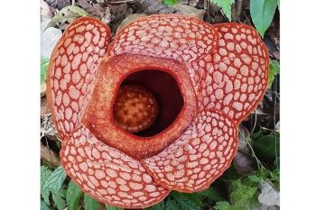 Fenomena langka, dua Rafflesia raksasa mekar sempurna dalam satu lokasi di Bengkulu Utara