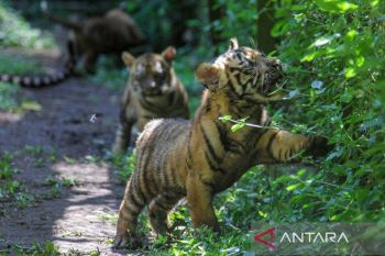 Perkenalan anak harimau sumatra di TSI II Prigen