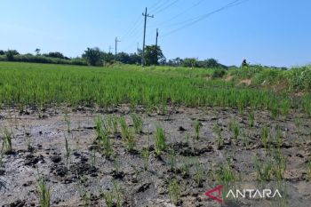 Pemkab Situbondo intensif kendalikan hama tikus serang tanaman padi