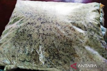 Dinsos Aceh Barat sortir beras bantuan yang rusak dan berkutu