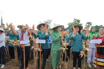 Panen raya jagung di Bengkayang perkuat ketahanan pangan keluarga