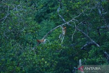 Pemanasan Global Mendorong Munculnya Tanaman Hemat Air dengan Daun Lebih Lebat