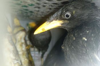Karantina gagalkan pengiriman 172 burung ilegal di Bakauheni