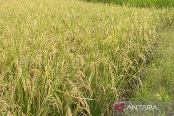 Kuningan dipilih jadi pusat gerdal hama tingkat Jabar