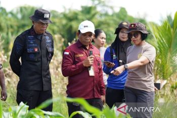 BRMP Papua Barat kembangkan penangkaran benih jagung di Manokwari