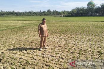 600 Ha leebih lahan sawah di Nagan Raya mengalami kekeringan