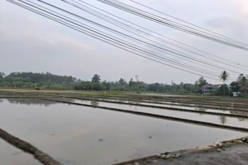 Dinas KPTPH Lampung ingatkan petani lakukan pengendalian OPT sebelum musim tanam padi