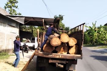 Perhutani amankan kayu jati diduga hasil pembalakan liar di Madiun