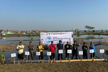 PLTU Batang siapkan 30 ribu bibit mangrove untuk pengembangan kawasan hijau