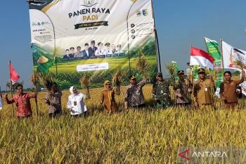 Bupati Demak : Hasil panen padi rata-rata 6,7 ton per hektare
