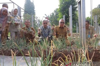Pemkot Tangsel gandeng perusahaan Singapura untuk budi daya bawang merah