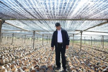 Indonesia prepares 280 million plantation seeds to boost economy