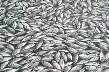 Ikan keramba jaring apung Danau Maninjau mati lima ton selama 2026