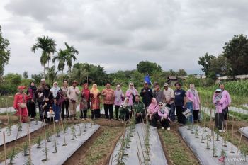 Petani Banyuasin adopsi teknologi "Proliga"-pemasaran digital cabai