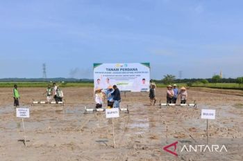 Kabupaten Tanjab Barat tanam perdana padi dengan sistem PM-AAS