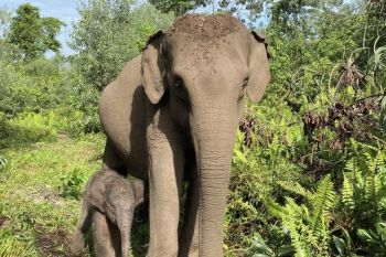 Kemenhut umumkan kelahiran anak gajah di TN Tesso Nilo