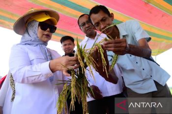 Wagub Gorontalo: Teknologi prebiotik tekan biaya produksi padi