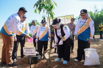 Pemkab Tapin distribusikan 2.200 bibit untuk perkuat ketahanan iklim