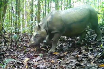 Melestarikan Badak Kalimantan melalui bayi tabung