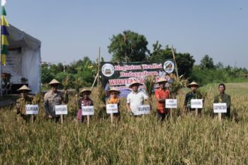 Bupati Sleman harap tradisi "wiwitan" lestari dan pertanian makin maju