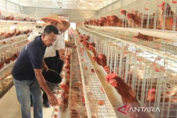 Lahan Terbatas Tak Halangi Lapas Pekanbaru Produksi 800 Telur per Hari