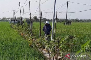 Dinas Tanaman Pangan Magetan gencarkan gerakan pengendalian hama