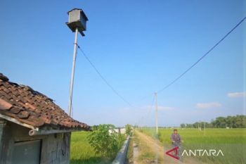 Tekan hama tikus, Dinas Tanaman Pangan Magetan lakukan pengadaan "rubuha"