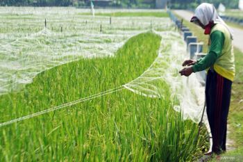 Pemasangan jaring pengaman padi