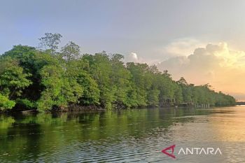 Kaltim perkuat pengelolaan mangrove demi ketahanan iklim