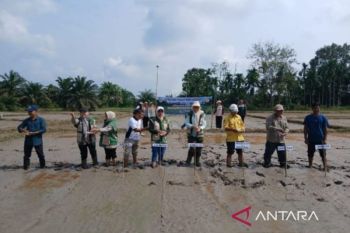 Bapeltan dampingi petani di Tanjab Timur gerakan tanam padi serentak