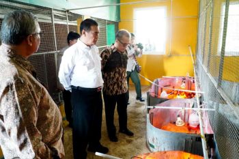 Kepala Bapanas kawal stabilitas harga ayam broiler tingkat peternak