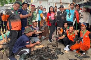 KPKP Jakbar kembali tangkap seratusan ikan sapu-sapu di Kali Olimo
