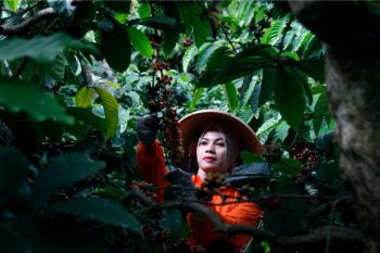 PTPN I Perkuat Rantai Pasok Kopi Global, Bidik Peningkatan Produktivitas dan Pasar Ekspor