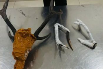 Polisi Kehutanan BKSDA Maluku amankan tiga tanduk rusa timor dan burung endemik