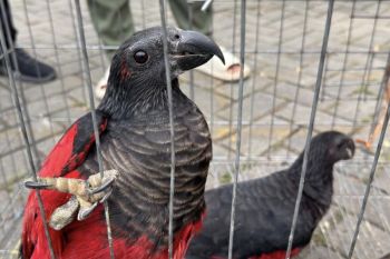 Indonesia foils illegal trade of 100 Papuan endemic animals