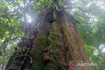 TNK Kutai Timur jaga kelestarian enam flora penting