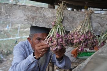 Petani bawang di Enrekang hemat biaya 60 persen lewat program listrik pertanian
