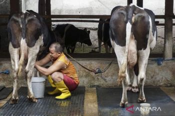 Kementan: Rancangan Inpres P2SDN difinalisasi untuk dongkrak susu RI