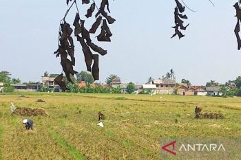 Pemkab Bekasi mitigasi kekeringan pada lahan pertanian jaga produksi pangan