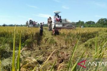 Distan Karawang sebut harga gabah kering panen cukup tinggi