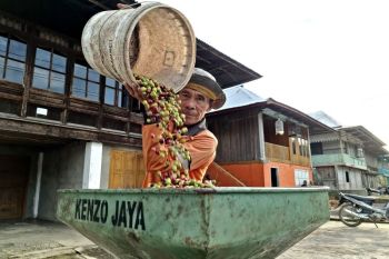 BI Lampung sebut hilirisasi kurangi kerentanan fluktuasi harga komoditas