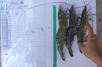 Kisah sukses tambak berkelanjutan di Berau tanpa rusak ekosistem